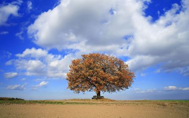 Autumn Lone Yellow Tree In Field Blue Sky Wallpaper