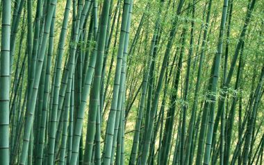 翠绿茂密青竹林自然风景壁纸