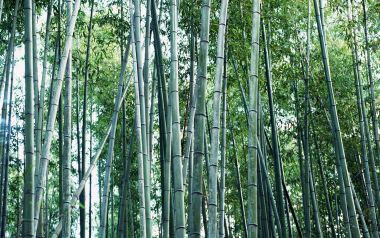 仰拍视角茂密青翠竹林自然风景