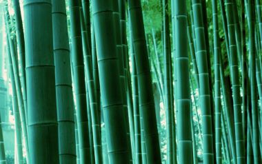 茂密青翠竹林近景写实摄影壁纸