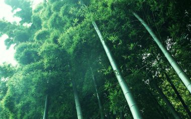 低角度仰拍茂密翠绿竹林自然风光