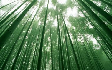 低角度仰拍茂密翠绿竹林 阳光穿透竹叶自然风光壁纸