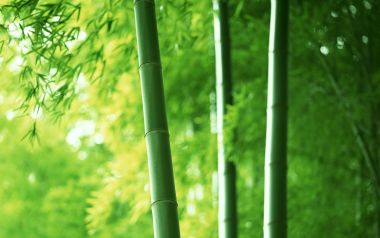 日光下翠绿竹林清新自然摄影壁纸