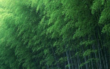 青翠茂密竹林自然风景壁纸