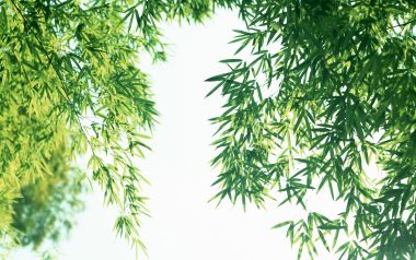 仰拍透光翠绿竹叶 清新夏日自然风景壁纸