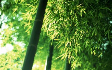 逆光下翠绿竹林竹叶清新自然摄影壁纸