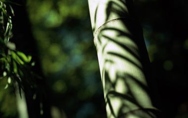 阳光下竹林竹杆竹叶光影特写壁纸