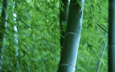 翠绿竹林青竹特写自然风光壁纸