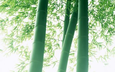 低角度仰拍翠绿竹林清新自然风景壁纸