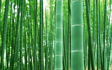 翠绿茂密青竹林近景特写自然风光
