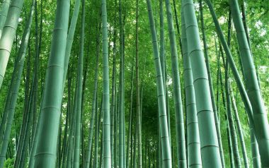 低角度仰拍翠绿茂密青竹林自然风光