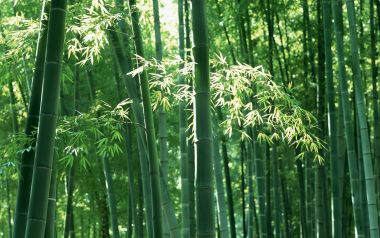 阳光洒落翠绿竹林自然风光壁纸