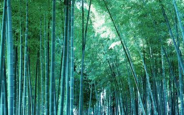 幽深茂密青竹林冷调自然风景壁纸