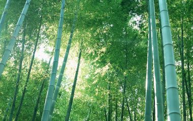 晴日仰拍透光青翠竹林自然风光