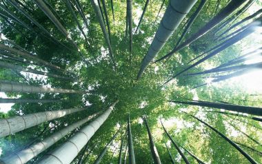 低角度仰拍翠绿竹林 阳光穿透竹叶自然风光