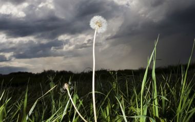 风暴乌云下的蒲公英野外写实摄影