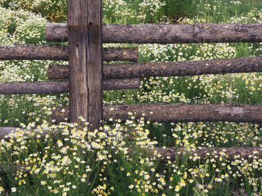 Wild Chamomile Gunnison National Forest Colorado