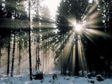 Germany Westerwald Winter Fog Forest Sunlight Rays