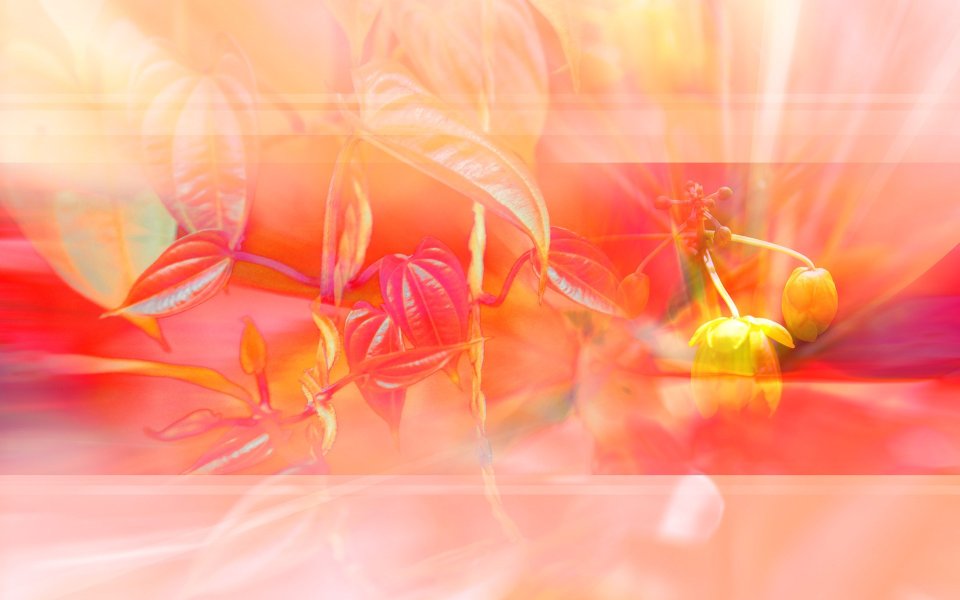 01_2955_Digital-illustration-flowers_wallcoo.com