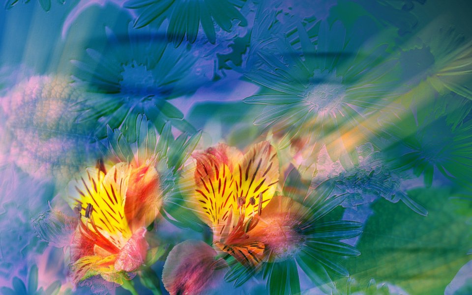 01_2963_Digital-illustration-flowers_wallcoo.com