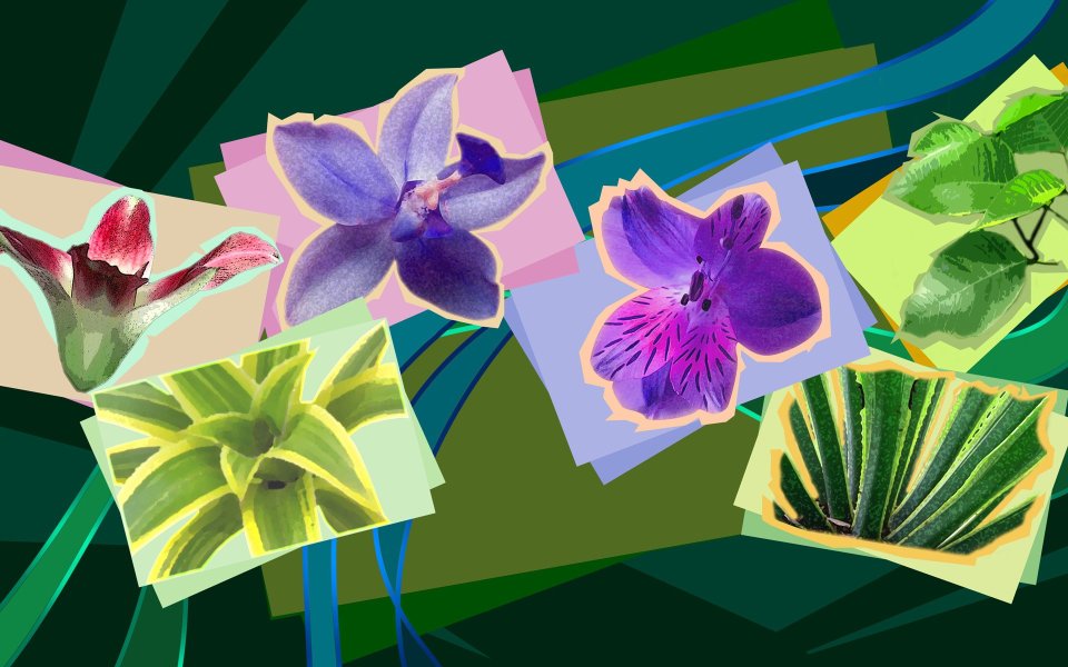 01_2999_Digital-illustration-flowers_wallcoo.com