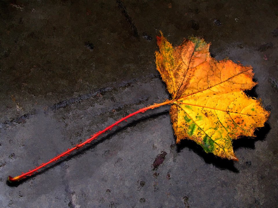 Autumn_Leave_by_grafixeye