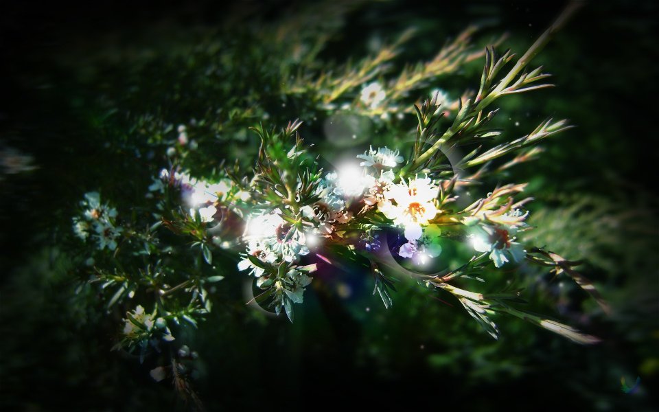 Photo_art_design_The_bloom