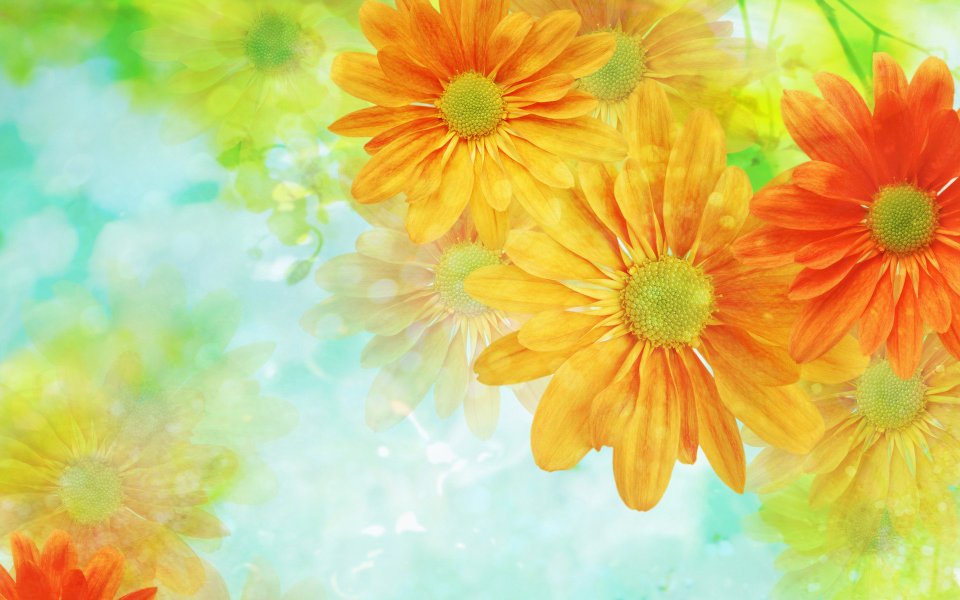[wallcoo_com]_CG_Widescreen_Flowers_1920_HS004_350Aa
