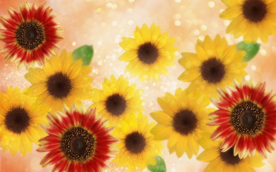 [wallcoo_com]_CG_Widescreen_Flowers_1920_HS005_350Aaaa