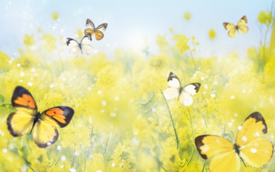 [[wallcoo_com]_CG_Widescreen_Flowers_1920_HS006_350Aa