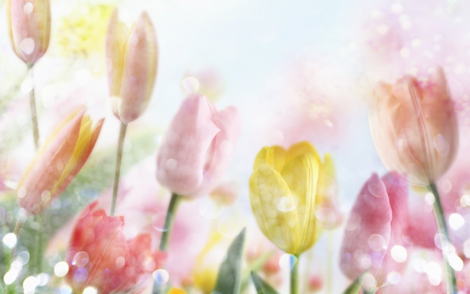 [wallcoo_com]_CG_Widescreen_Flowers_1920_HS007_350Aa