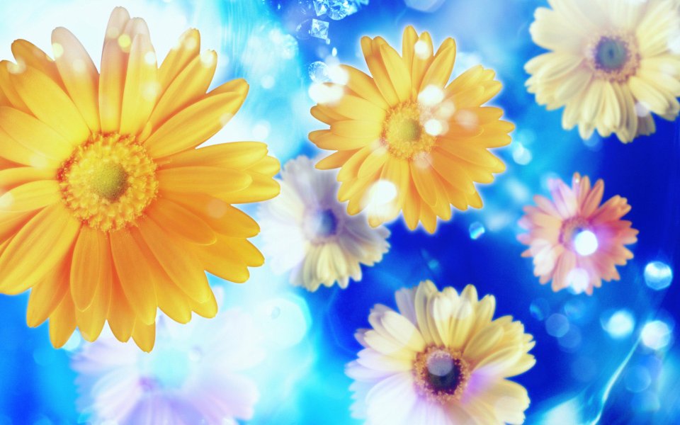 [[wallcoo_com]_CG_Widescreen_Flowers_1920_HS044_350Aaa