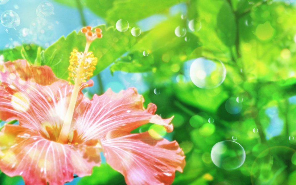 [[wallcoo_com]_CG_Widescreen_Flowers_1920_HS046_350aA