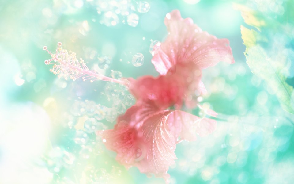 [[wallcoo_com]_CG_Widescreen_Flowers_1920_HS047_350Aa