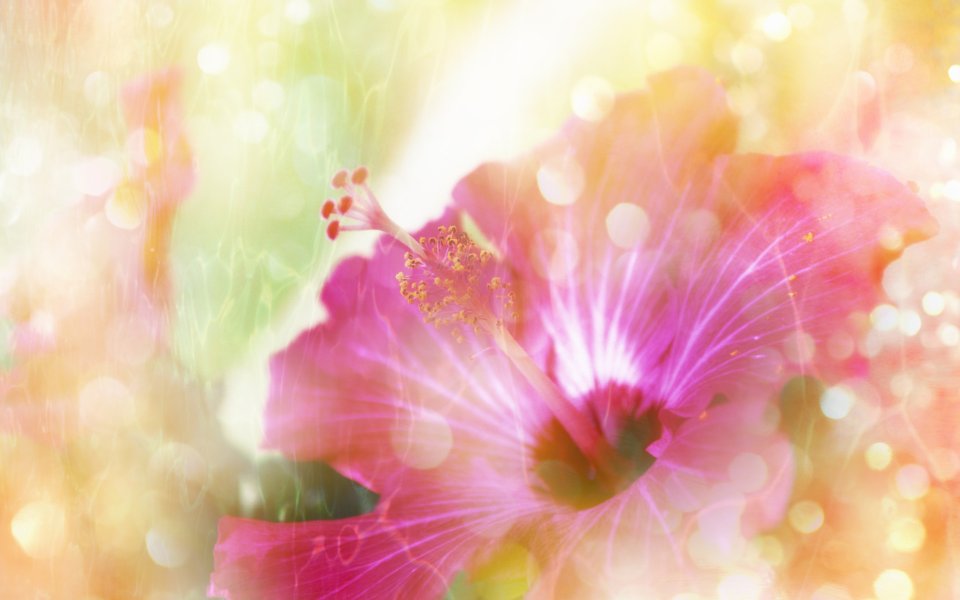 [[wallcoo_com]_CG_Widescreen_Flowers_1920_HS048_350aaA