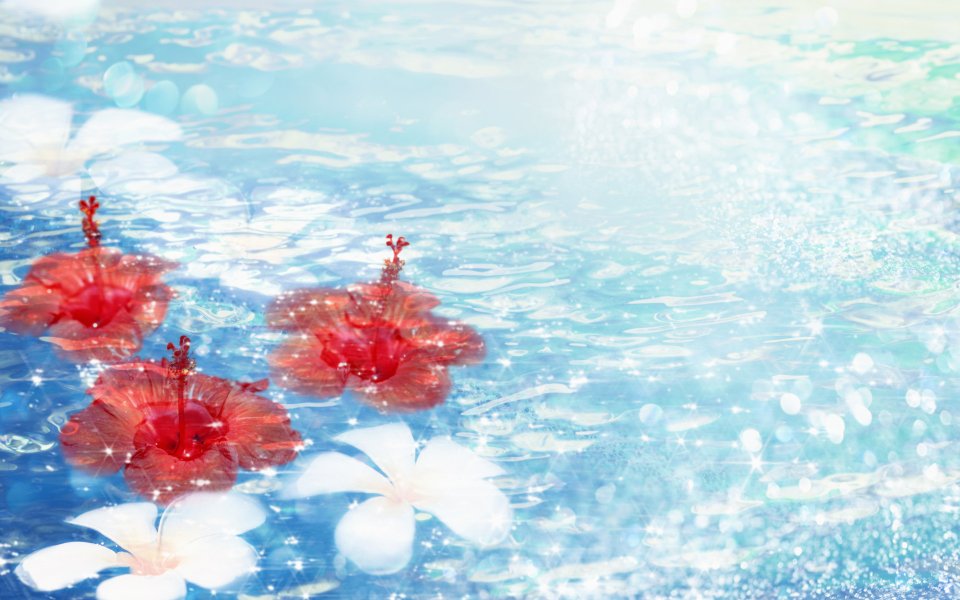 [[wallcoo_com]_CG_Widescreen_Flowers_1920_HS049_350aA