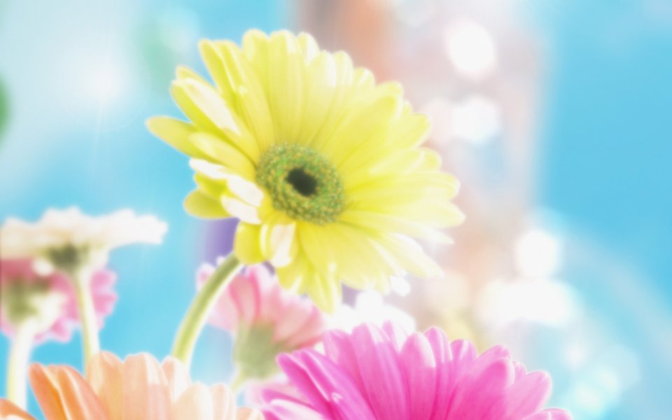 [[wallcoo_com]_CG_Widescreen_Flowers_1920_HS061_350Aa