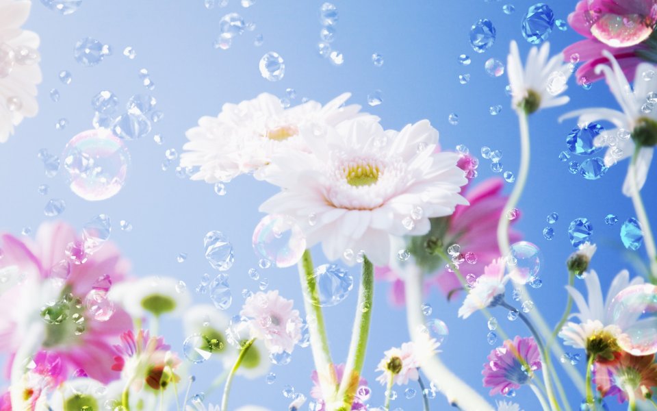 [[wallcoo_com]_CG_Widescreen_Flowers_1920_HS062_350A