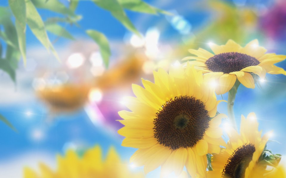 [[wallcoo_com]_CG_Widescreen_Flowers_1920_HS063_350Aa