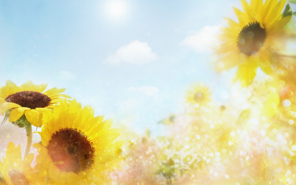 [[wallcoo_com]_CG_Widescreen_Flowers_1920_HS064_350aA