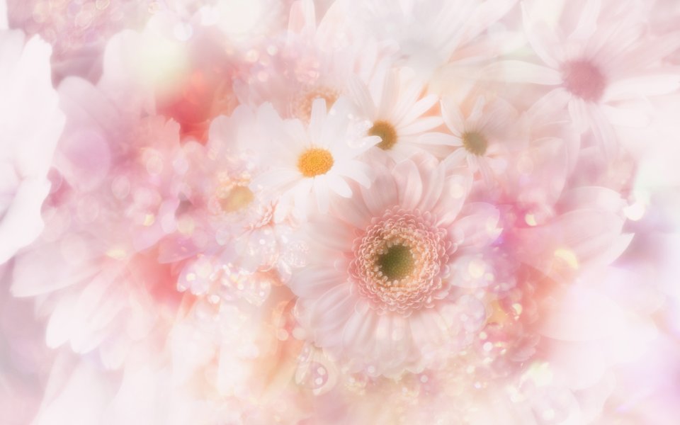 [wallcoo_com]_CG_Widescreen_Flowers_1920_HS069_350A