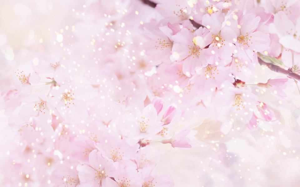 [wallcoo_com]_CG_Widescreen_Flowers_1920_HS073_350Aa