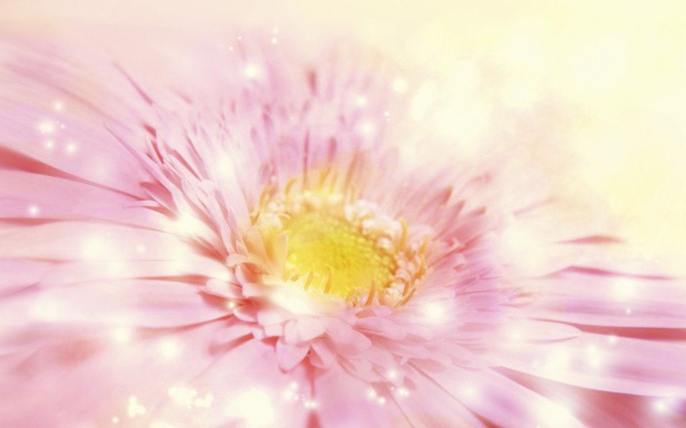 [wallcoo_com]_CG_Widescreen_Flowers_1920_HS081_350Aa