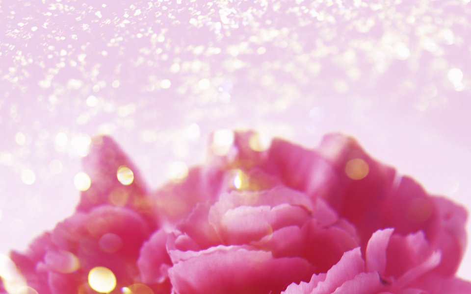 [wallcoo_com]_CG_Widescreen_Flowers_1920_HS085_350Aa