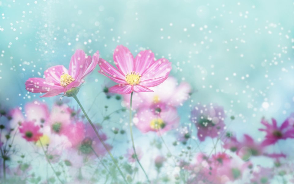 [[wallcoo_com]_CG_Widescreen_Flowers_1920_HS094_350A