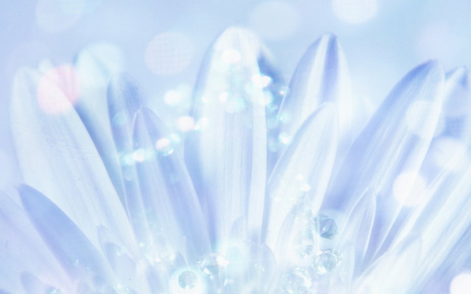 [wallcoo_com]_CG_Widescreen_Flowers_1920_HS095_350Aa