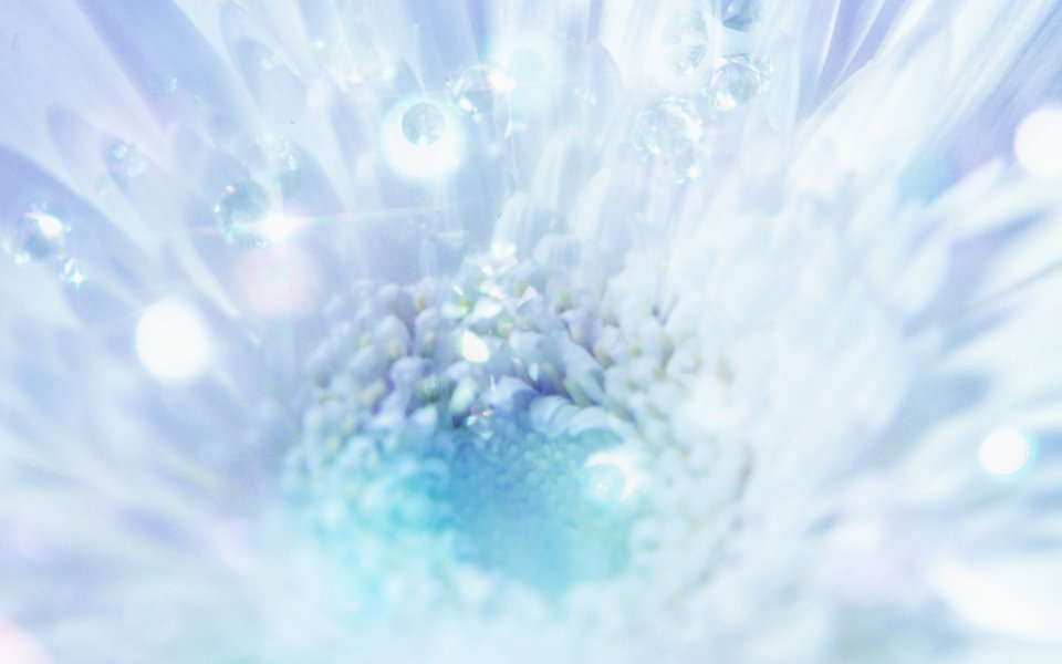 [wallcoo_com]_CG_Widescreen_Flowers_1920_HS095_350Aaa