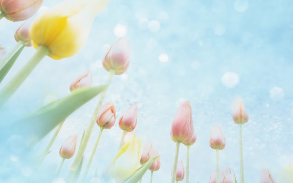 [wallcoo_com]_CG_Widescreen_Flowers_1920_HS101_350Aa