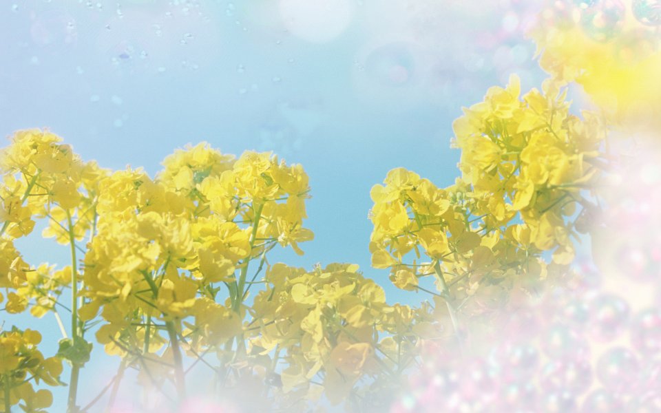 [wallcoo_com]_CG_Widescreen_Flowers_1920_HS102_350aA