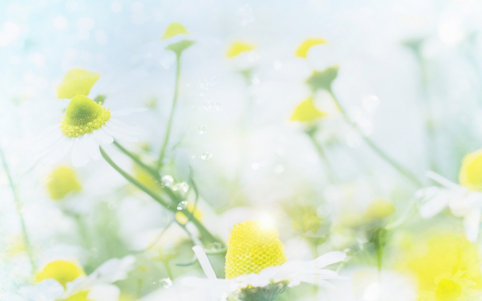 [wallcoo_com]_CG_Widescreen_Flowers_1920_HS103_350aA